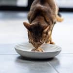 Nourriture sèche ou humide pour chat : quelle est la meilleure pour votre chat ?