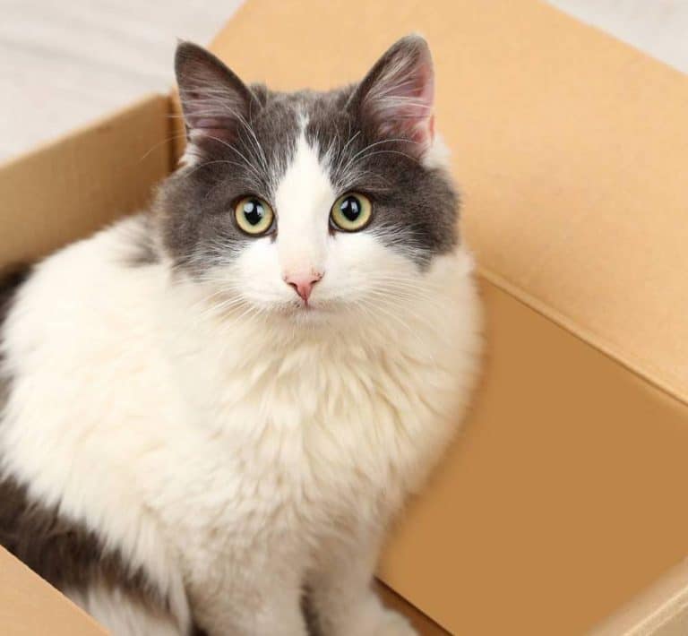 Démystifié : 5 raisons pour lesquelles les chats aiment les boîtes