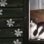 Les chats peuvent-ils vivre dans des abris extérieurs ?