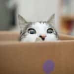 Pourquoi les chats aiment-ils tant les boîtes ?  4 raisons principales