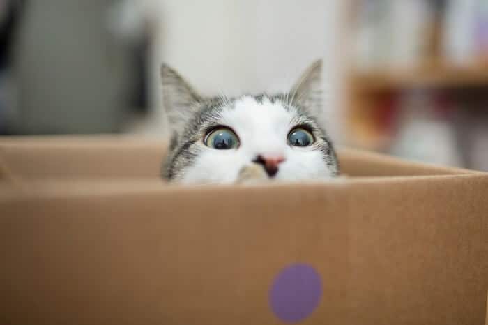 Pourquoi les chats aiment-ils tant les boîtes ? 4 raisons principales