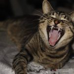 cat-teeth-2.jpg