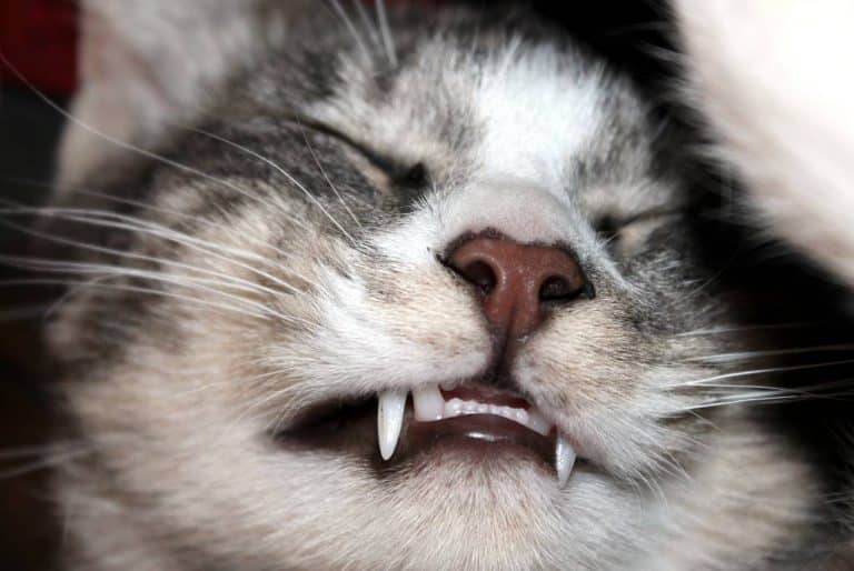 Intensifiez vos soins dentaires pendant le Mois du sourire des animaux de compagnie