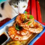 cat-want-shrimp.jpg