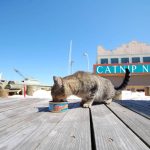 Catnip Nation – Documentaire