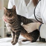Ce qu’il faut savoir sur les maladies inflammatoires de l’intestin (MICI) chez le chat