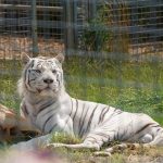 Célébrez la Journée mondiale du Tigre 2019 au Zoo d'Homerton