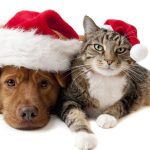 christmas-wallpaper-with-a-cat-and-a-dog-wearing-christmas-hats-hd-cat-and-dog-wallpaper.jpg