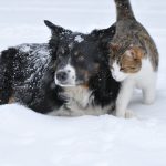 Comment bien préparer son animal de compagnie pour l’hiver ?