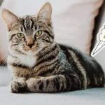 Comment comprendre les flatulences chez le chat : tout ce que vous devez savoir