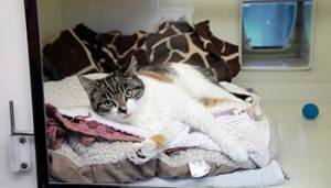 Le chat est confortablement allongé sur le lit © RSPCA