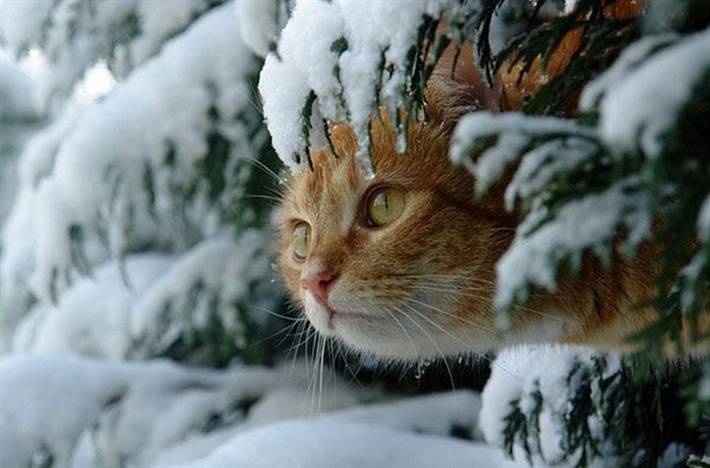 Comment bien préparer son animal de compagnie pour l'hiver ?