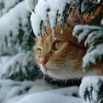 Comment garder votre chat en sécurité contre les intempéries hivernales ?