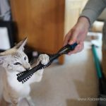 Comment nettoyer facilement après un quatuor de chats