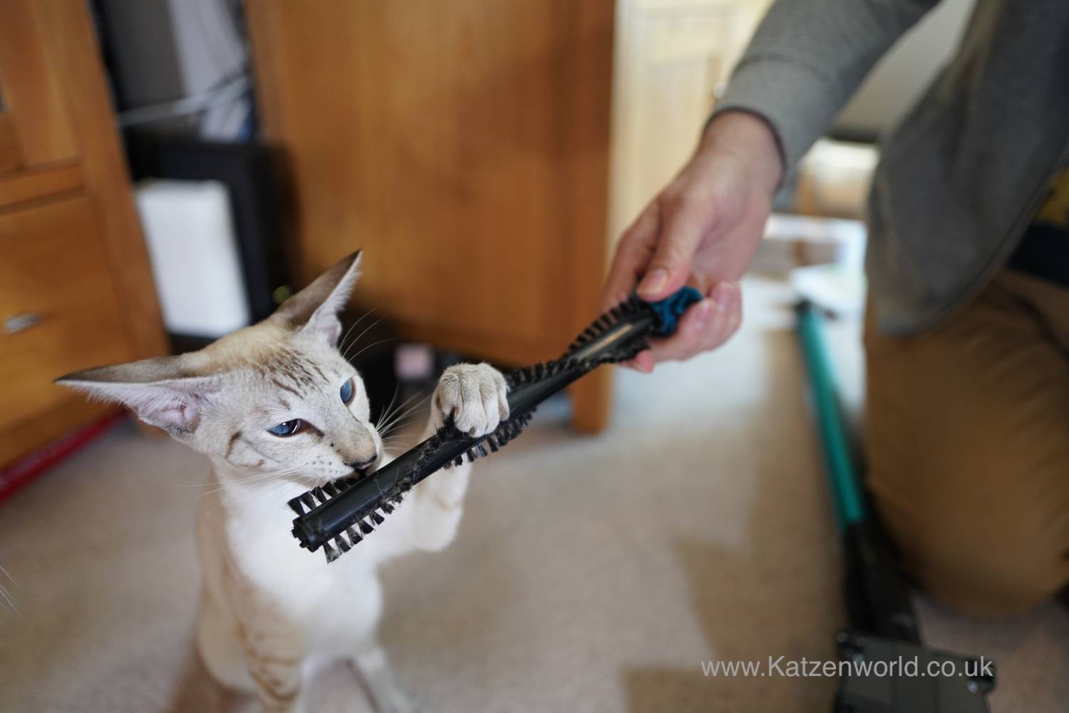 Comment nettoyer facilement après un quatuor de chats