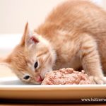 Comment nourrir votre chat sainement : Un guide pour l’alimentation optimale de votre félin.