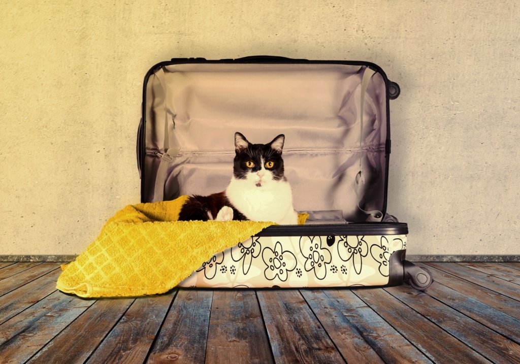 chat dans la valise