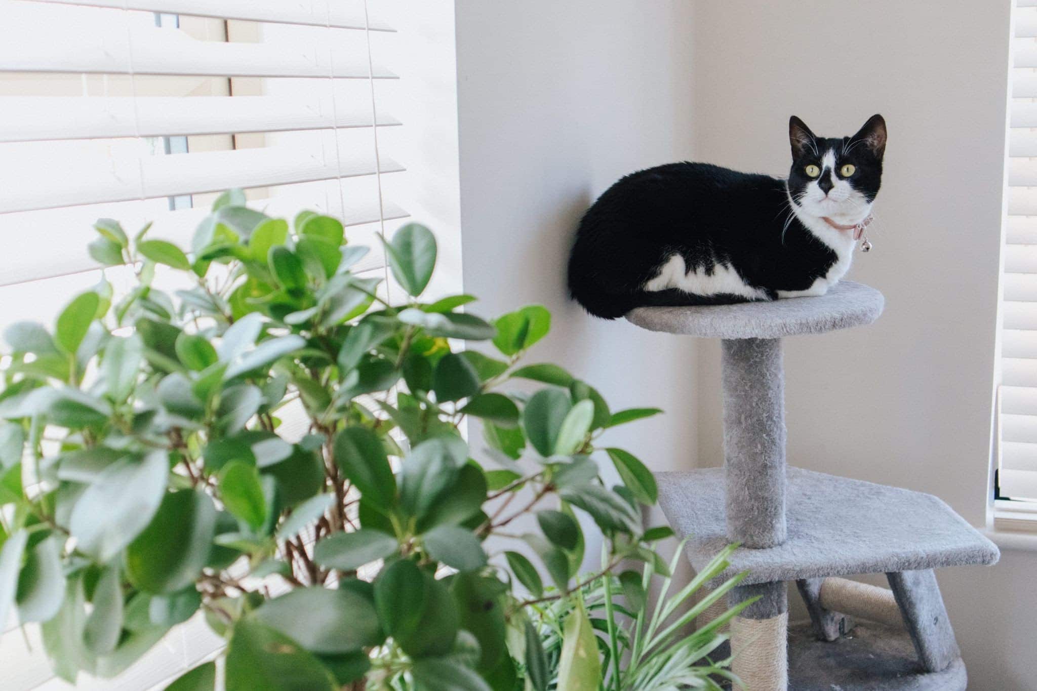 Comment préparer un appartement pour un chat d'intérieur ? Conseils pour les propriétaires de chat en appartement