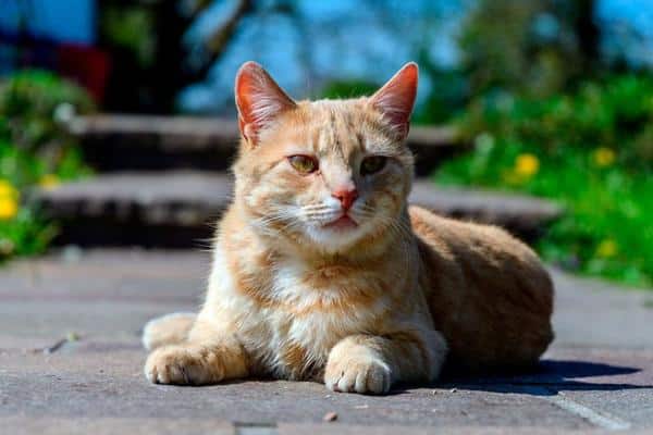 Coup de chaleur chez le chat : que faire - Ce que les chats peuvent souffrir d'un coup de chaleur