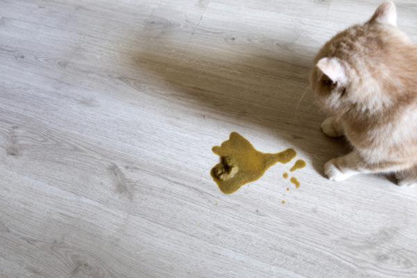 Gastro-entérite chez le chat : symptômes et remèdes maison - Symptômes de la gastro-entérite chez le chat