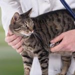 Comment soigner la gastro-entérite du chat : symptômes et remèdes maison
