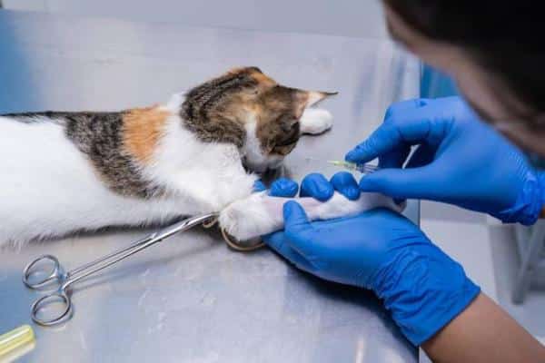 Gastro-entérite chez le chat : symptômes et remèdes maison - Diagnostic de la gastro-entérite chez le chat