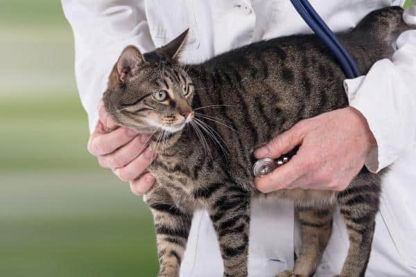Gastro-entérite chez le chat : symptômes et remèdes maison
