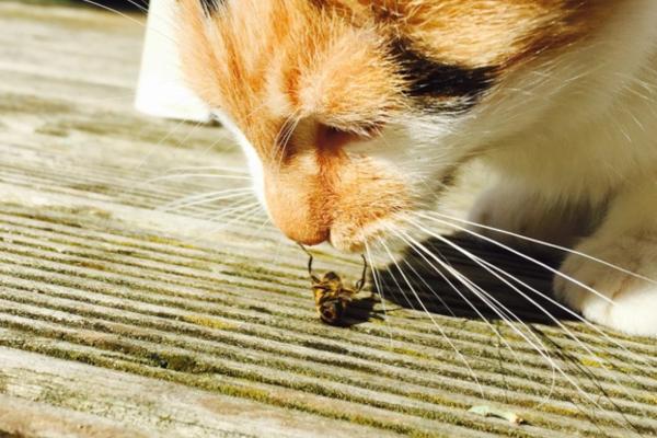 Piqûre d'abeille chez le chat : traitement