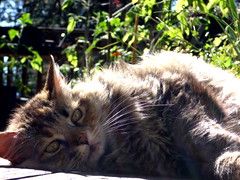 Chat d'extérieur allongé au soleil