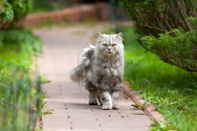 chat sauvage marchant sur la route