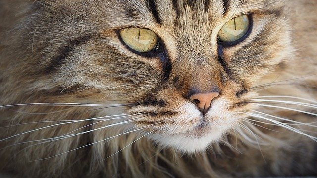 Comment une jeune femme a-t-elle retrouvé son chat perdu : la fascinante histoire d'une connexion avec son animal de compagnie.