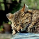 Comprendre les habitudes de sommeil de votre chat : pourquoi les chats dorment-ils autant ?