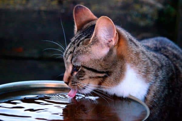 Pourquoi l'hydratation est-elle importante pour mon chat ?  - Pourquoi une alimentation humide est-elle importante ?