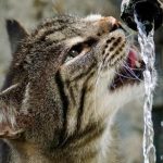 Comprendre l’importance de l’hydratation pour les chats