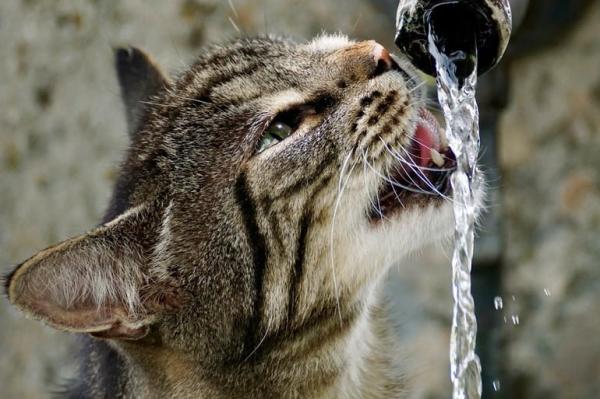 Pourquoi l'hydratation est-elle importante pour mon chat ?