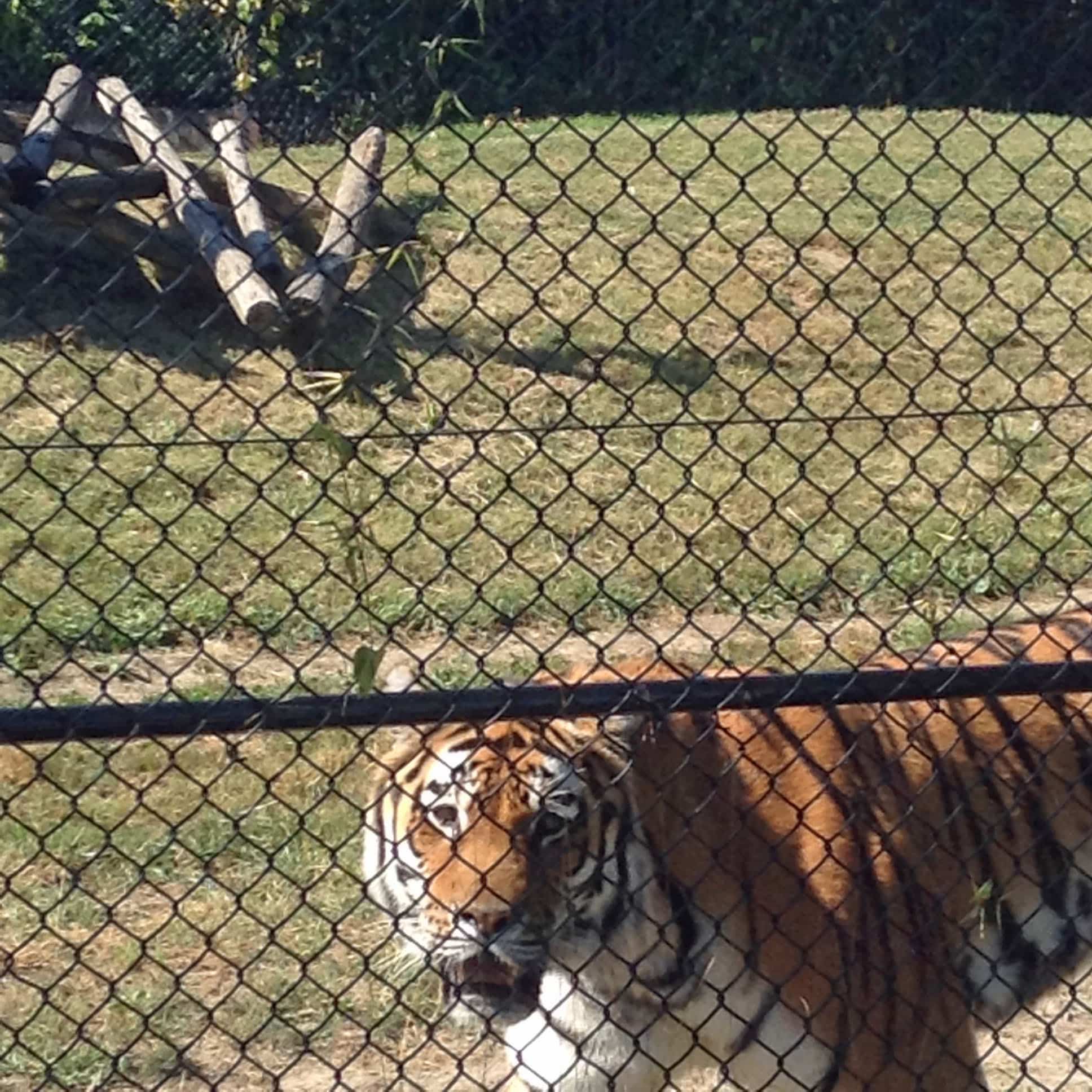 tigre 11