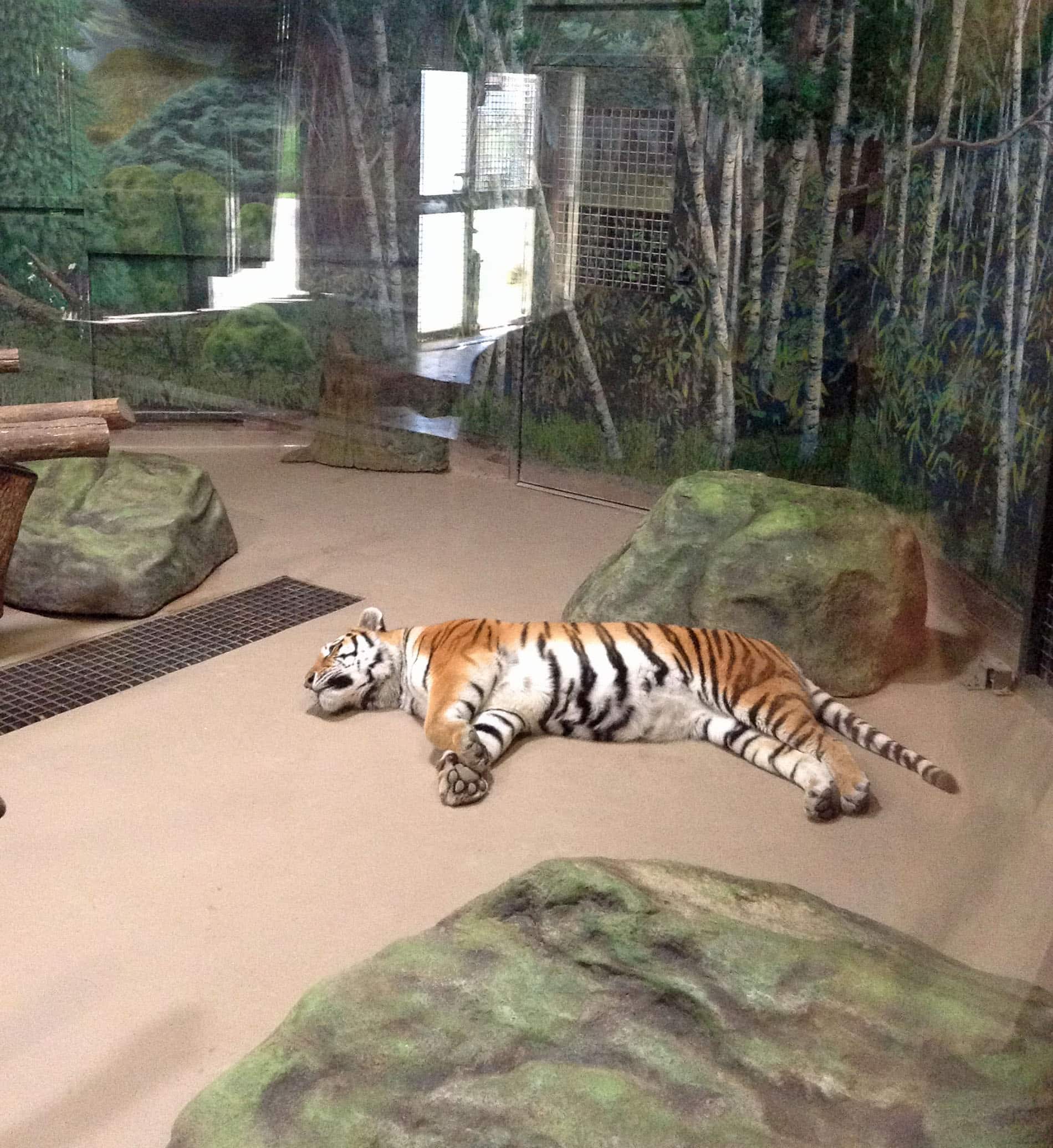 tigre endormi