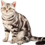 Découvrez le Chat American Shorthair : Caractéristiques, Images et Informations Essentielles.