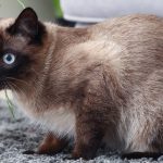Découvrez les caractéristiques uniques du chat Thaïlandais