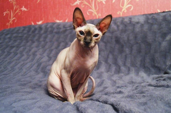 Chats et chatons Sphynx
