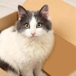 Découvrez pourquoi les chats sont fous des boîtes : 5 raisons surprenantes.