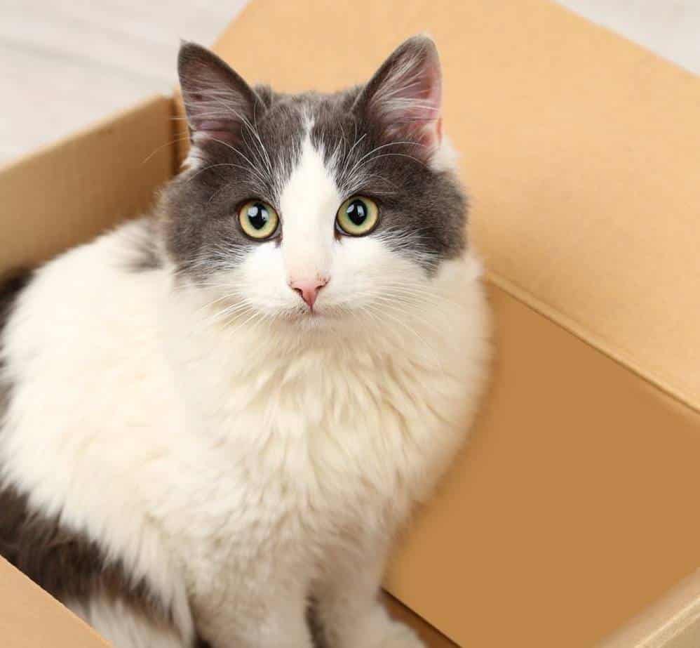 Découvrez pourquoi les chats sont fous des boîtes : 5 raisons surprenantes.