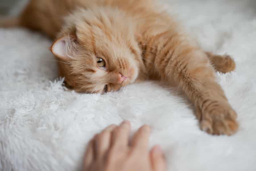Chat roux orange somnolent moelleux allongé sur une couverture blanche au lit