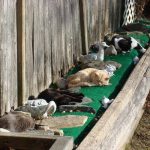 Défendre les chats communautaires : mon engagement pour une cause animale noble