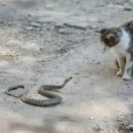 Les serpents mangent-ils des chats ?  Comment éloigner votre chat des serpents