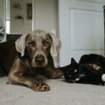 Les vétérinaires PDSA soulignent l'importance de l'assurance pour animaux de compagnie
