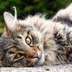 Science in Focus : Reconnaissance des émotions chez les chats