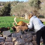 Explorant le Travail des Gardiens de Chats Errants à Cat-Island, Malte