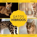 Explorons les Races de Chats Hybrides : Une Introduction.