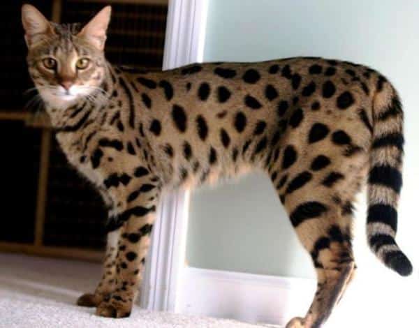 Races de chats hybrides - Ashera Cat